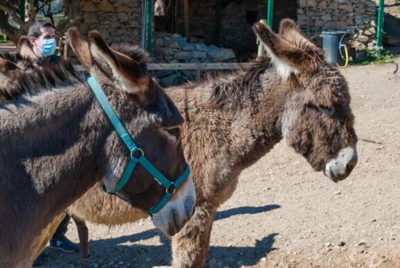 Asinolla2021-03-14_009