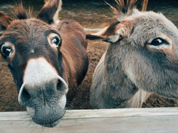 2-brown-and-grey-donkey-closeup-photography-208821