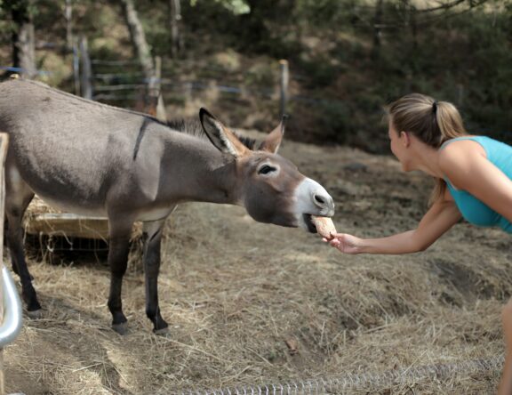 selective-focus-of-woman-feeding-a-donkey-3769983